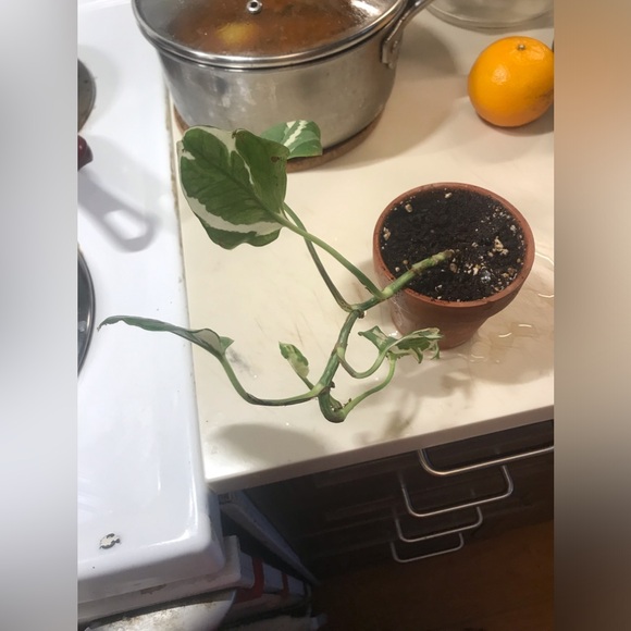 Manjula plant - Picture 13 of 14